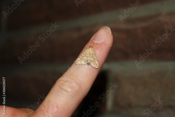 Obraz meadow moth (Rübenzünsler) on finger 