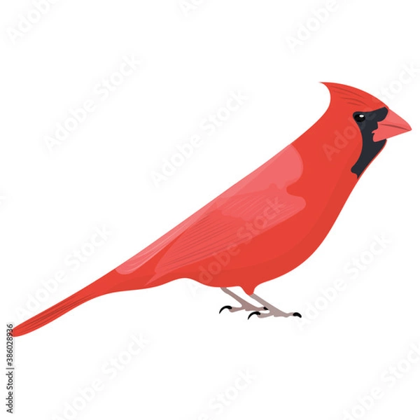 Fototapeta 
Red bodied bird with black small eyes depicting  northern cardinal 
