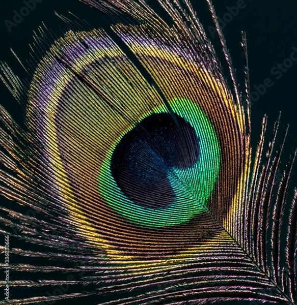 Obraz peacock feather detail