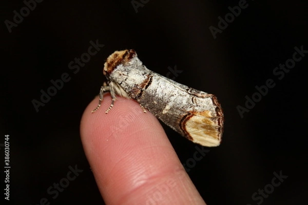 Obraz Buff-tip moth (Mondvogel) on fingertip (close-up)