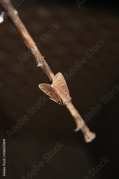 Obraz Moth sitting on a stick