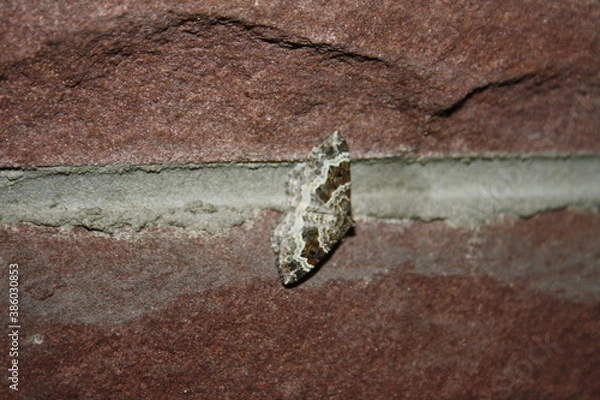 Obraz Lace border on wall