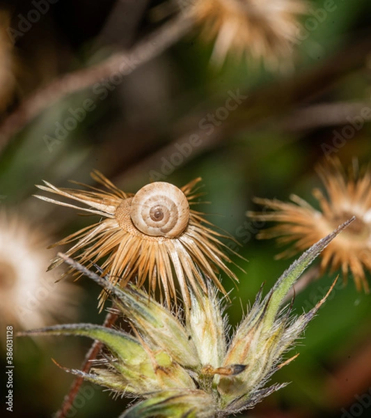 Obraz snail on a plant