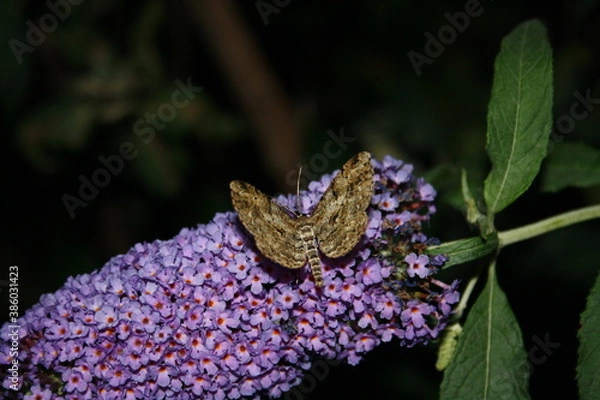 Obraz Large tree spanner on pink flower