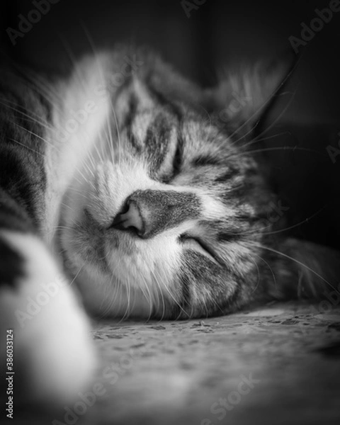 Obraz cat sleeping