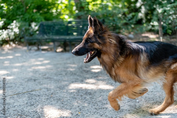 Obraz german shepherd dog