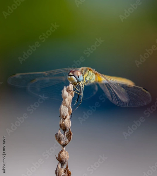 Obraz dragonfly on a branch