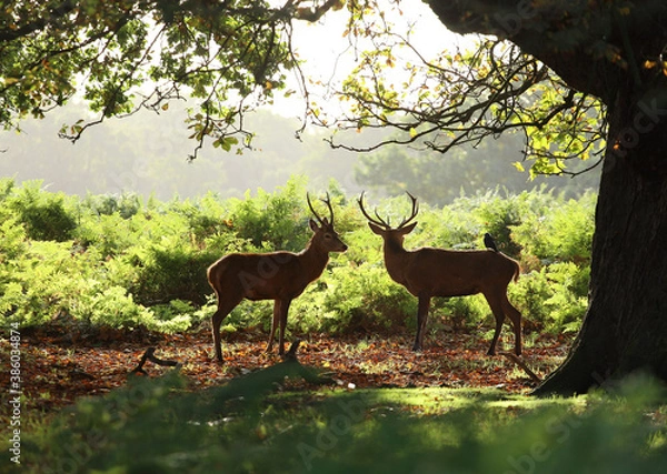 Obraz deer in the forest