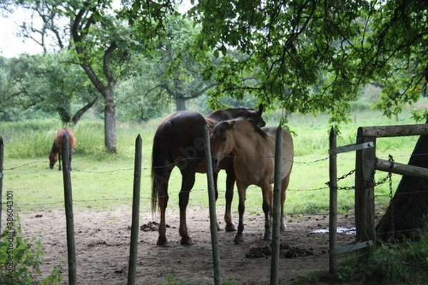 Obraz Horses on a pasture paddock
