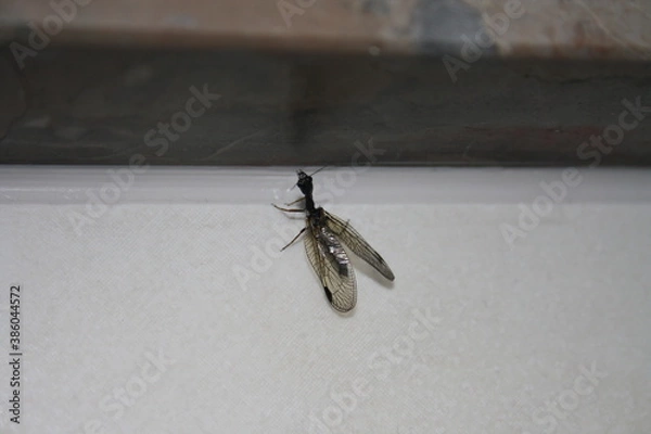Obraz Scorpion fly flexing its fangs