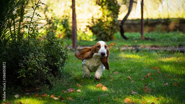 Obraz dog in the park