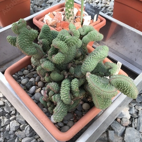 Obraz cactus in pots