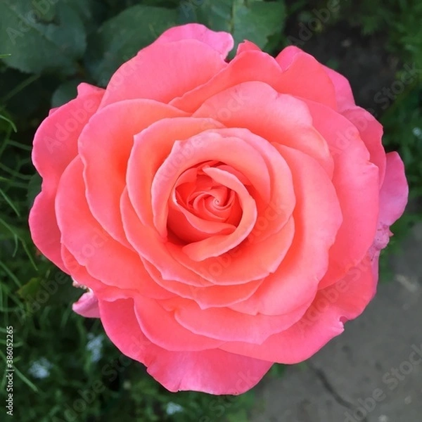 Obraz pink rose in garden