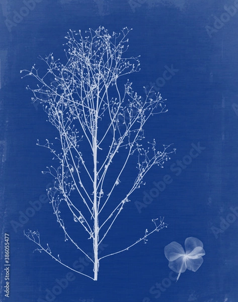 Fototapeta Cyanotype with plants and flowers