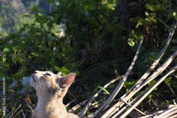 Fototapeta A proud cat