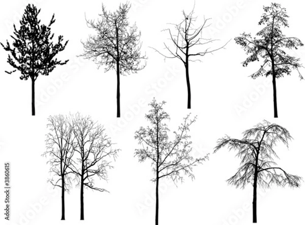 Obraz silhouette arbre