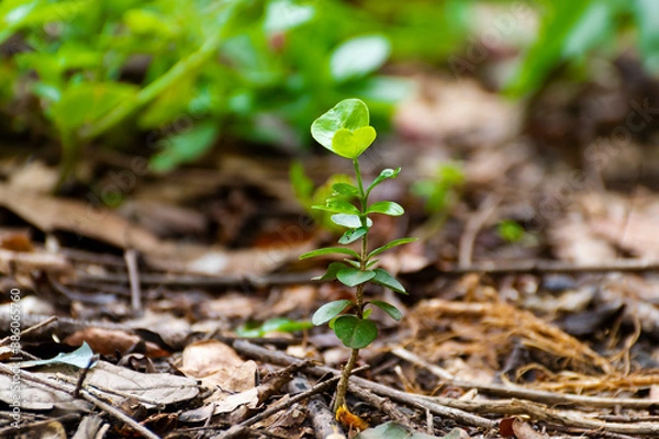 Obraz Acerola plant in fertile soil. Growing naturally. Concept of cultivation and planting of seeds, newborn or forest.