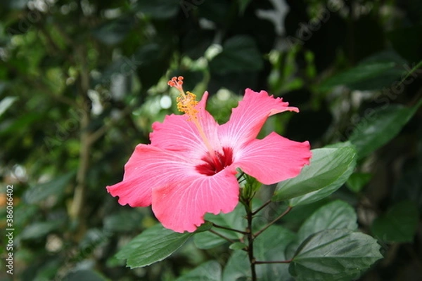 Obraz 見上げるように咲くピンクのハイビスカス