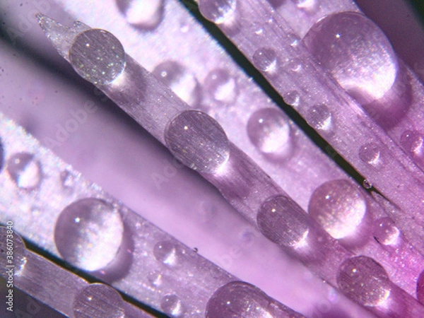 Obraz flor húmeda con rocío o agua, color amarilla morada rosada, pétalos
