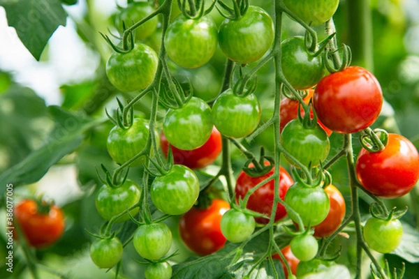 Obraz ミノトマト１２