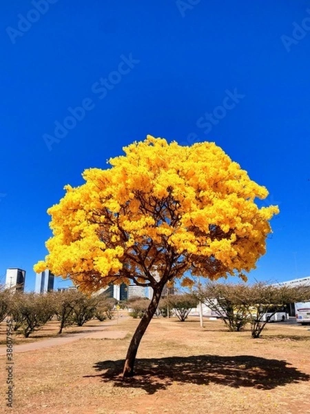 Obraz yellow ipe trees under a blue sky