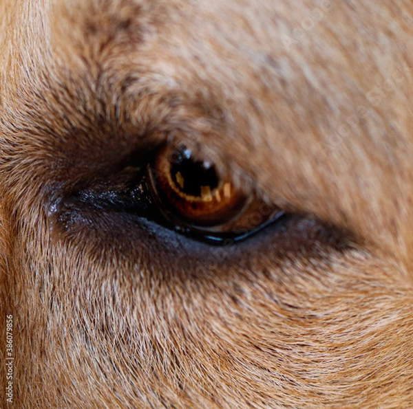 Obraz dog eye