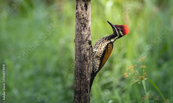 Fototapeta dzięcioł z bliska