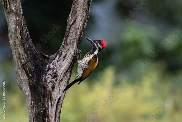 Obraz woodpecker