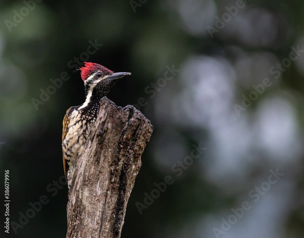 Obraz woodpecker head closeup