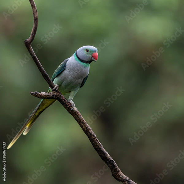 Obraz malabar parakeet
