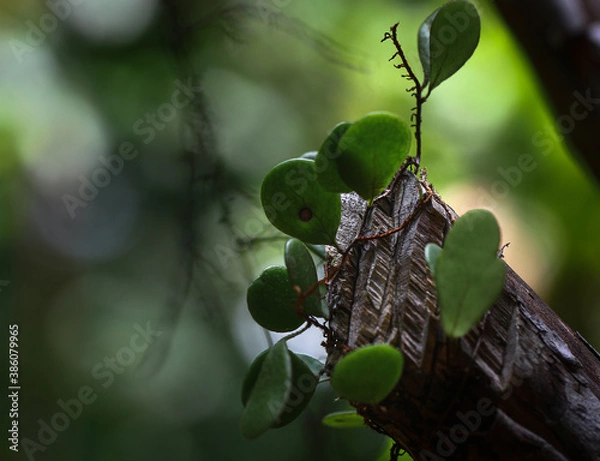 Obraz nature during monsoon