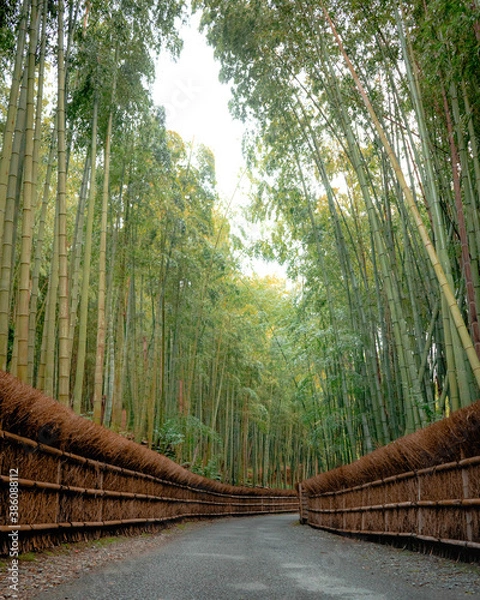 Obraz Kyoto bamboo forest