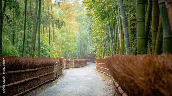 Obraz Kyoto bamboo forest