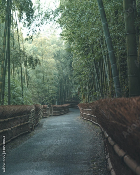 Obraz Kyoto bamboo forest