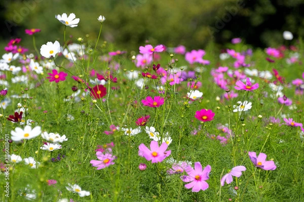 Fototapeta 満開のコスモス