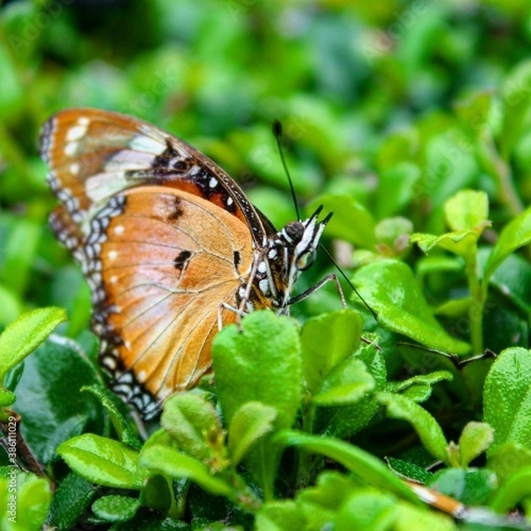 Obraz butterfly on a flower