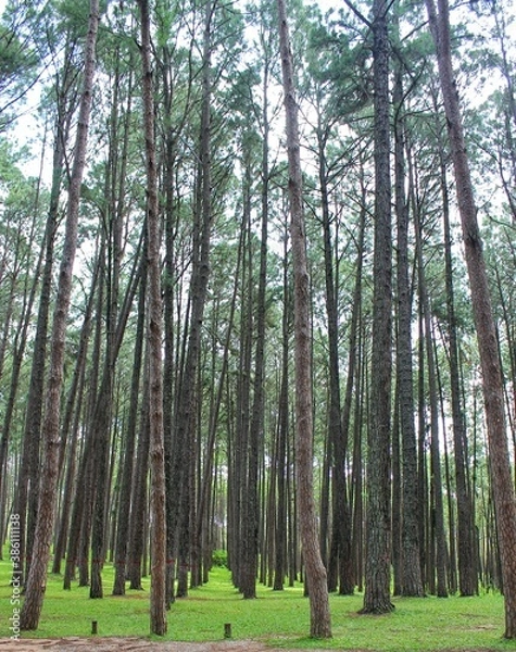 Obraz trees in the forest