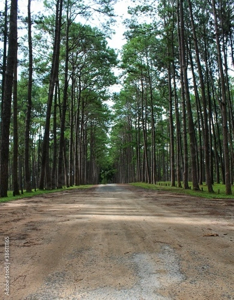 Obraz path in the forest