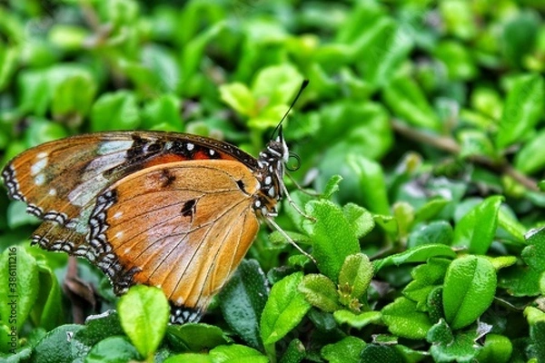 Obraz butterfly on leaf