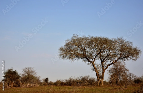 Fototapeta An Acacia tree on an African savannah in the Kruger Park