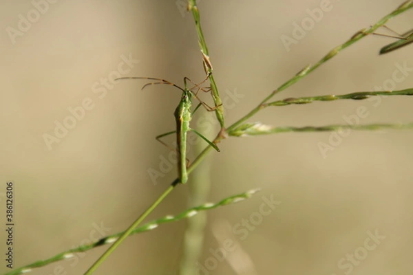 Obraz 細長い体が特徴なクモヘリカメムシ