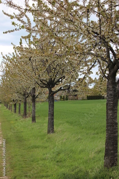 Fototapeta Blütezeit