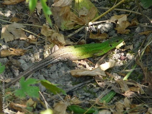 Obraz lizard on the tree