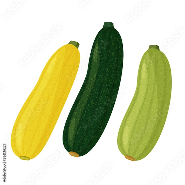 Obraz Green and yellow squash and zucchini on white background. Vector realistic meal collection.