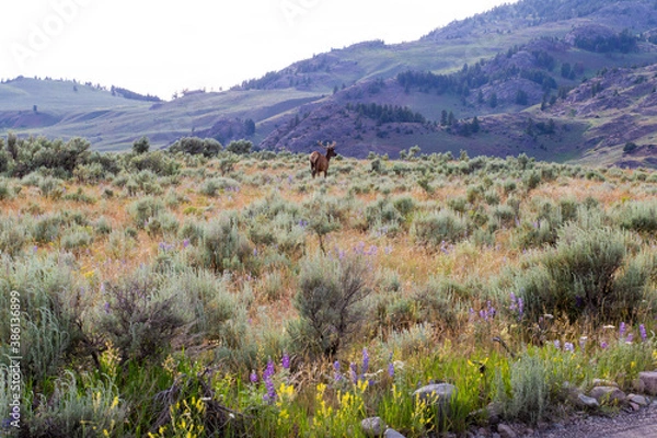 Obraz Yellowstone Elk
