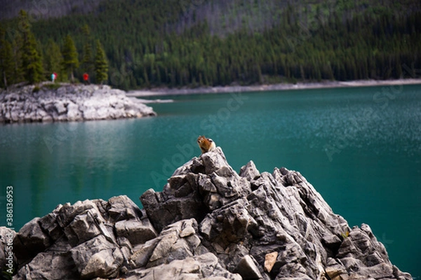 Fototapeta Banff Chipmunk