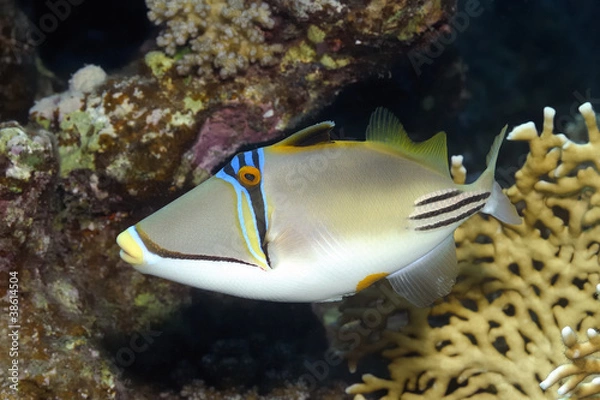 Fototapeta Drückerfisch