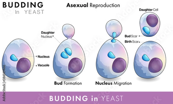 Fototapeta Budding in Yeast vector illustration. Asexual reproduction Saccharomyces. infographic of yeast bud formation with nucleus vacuole. 