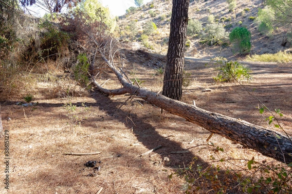 Fototapeta Fallen pine tree in path through mediterranean pine forest