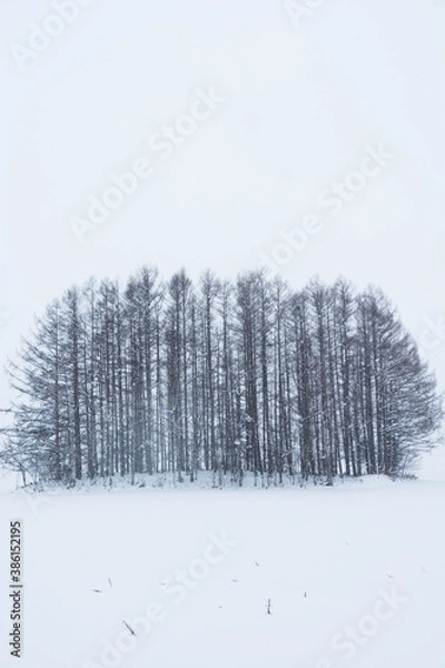 Obraz 冬の丘の上のカラマツ林
